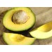 HASHIMOTO AVOCADO FIRM X-Large Size Katikati Grown 